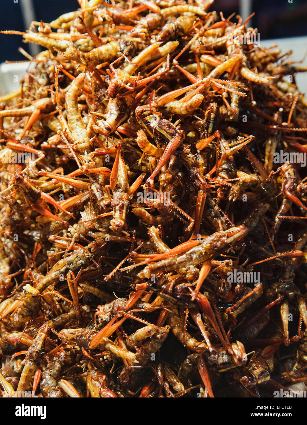Fried bugs, Street foods in Khao San Road, Bangkok, Thailand Stock ...