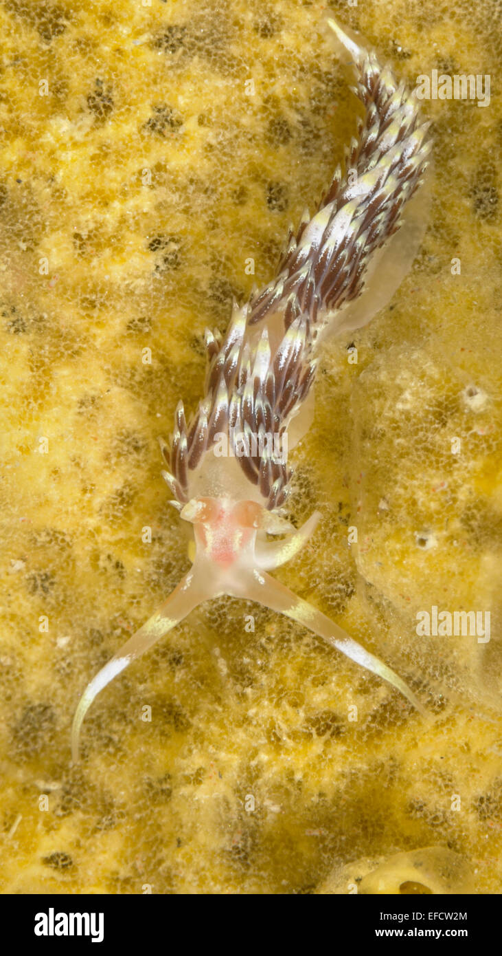 sea slug on sponge