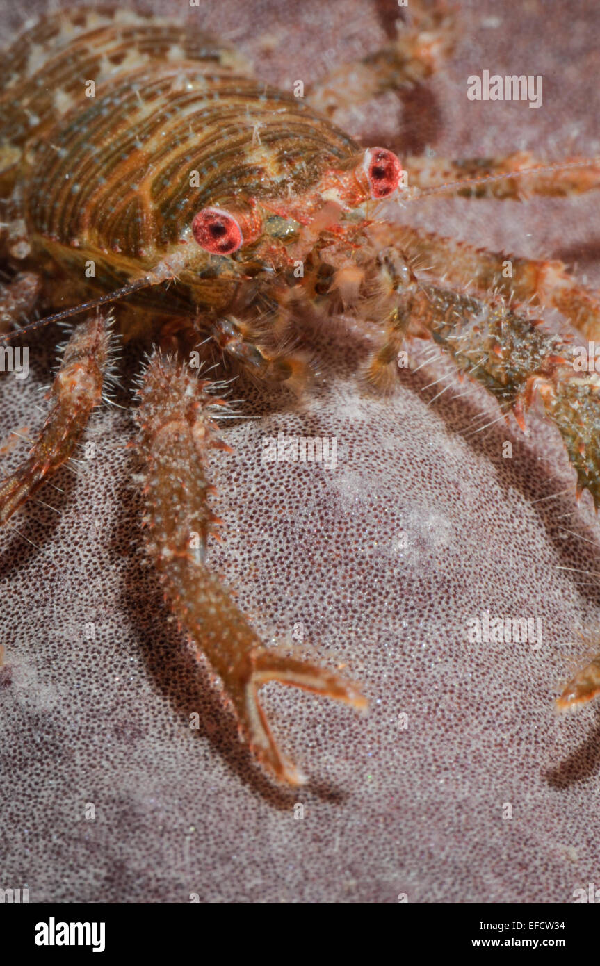 Squat Lobster close up. Stock Photo