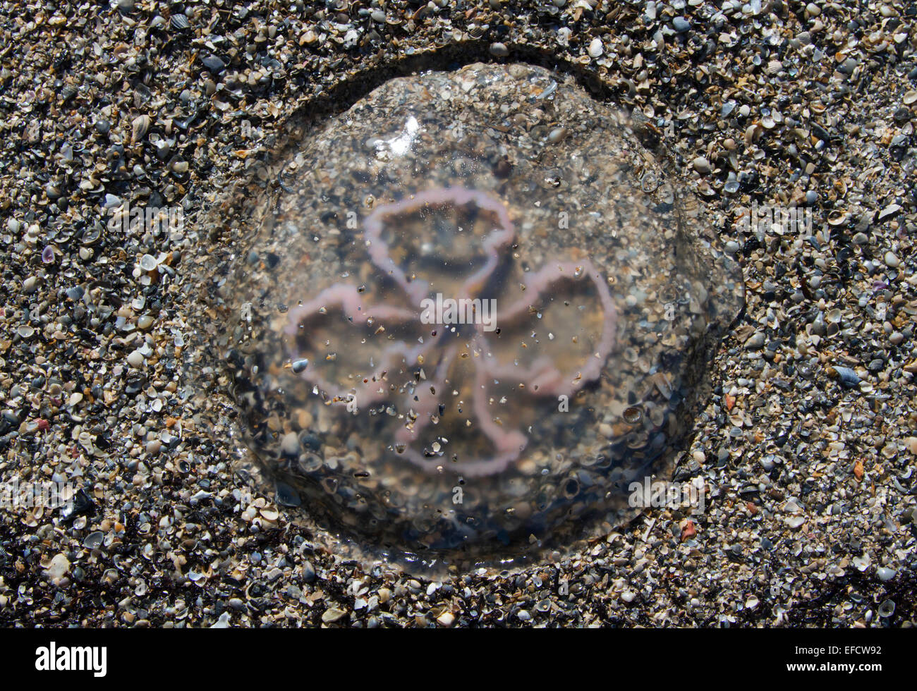 A dead jellyfish on the ocean beach. Stock Photo