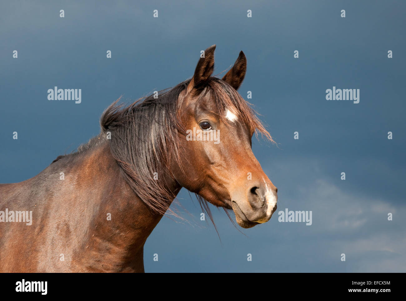 darkstorm viewer 2014 darkstorm viewer 2014