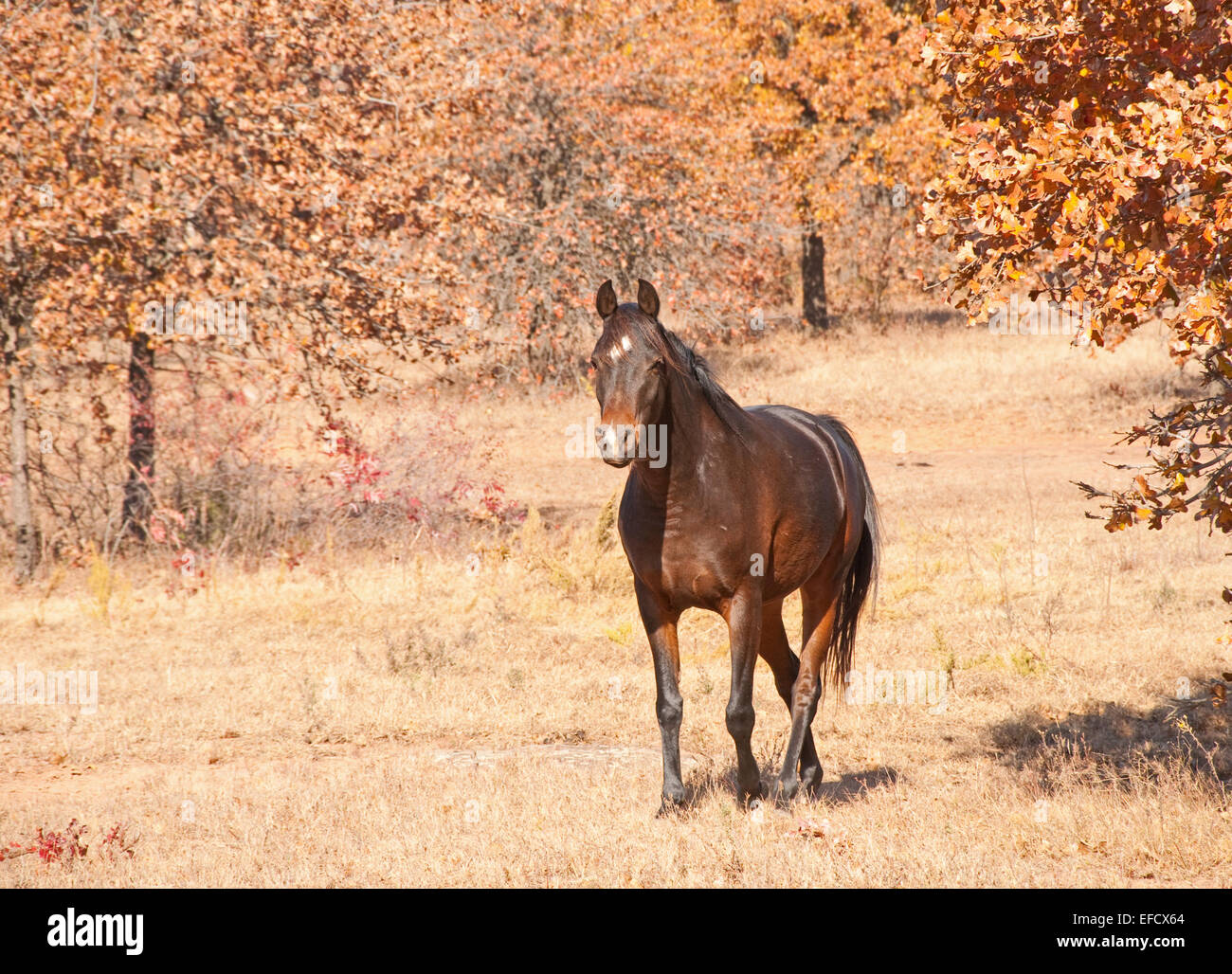 Dark bay Arabian horse walking towards viewer with a curious expression on a  bright, sunny day Stock Photo