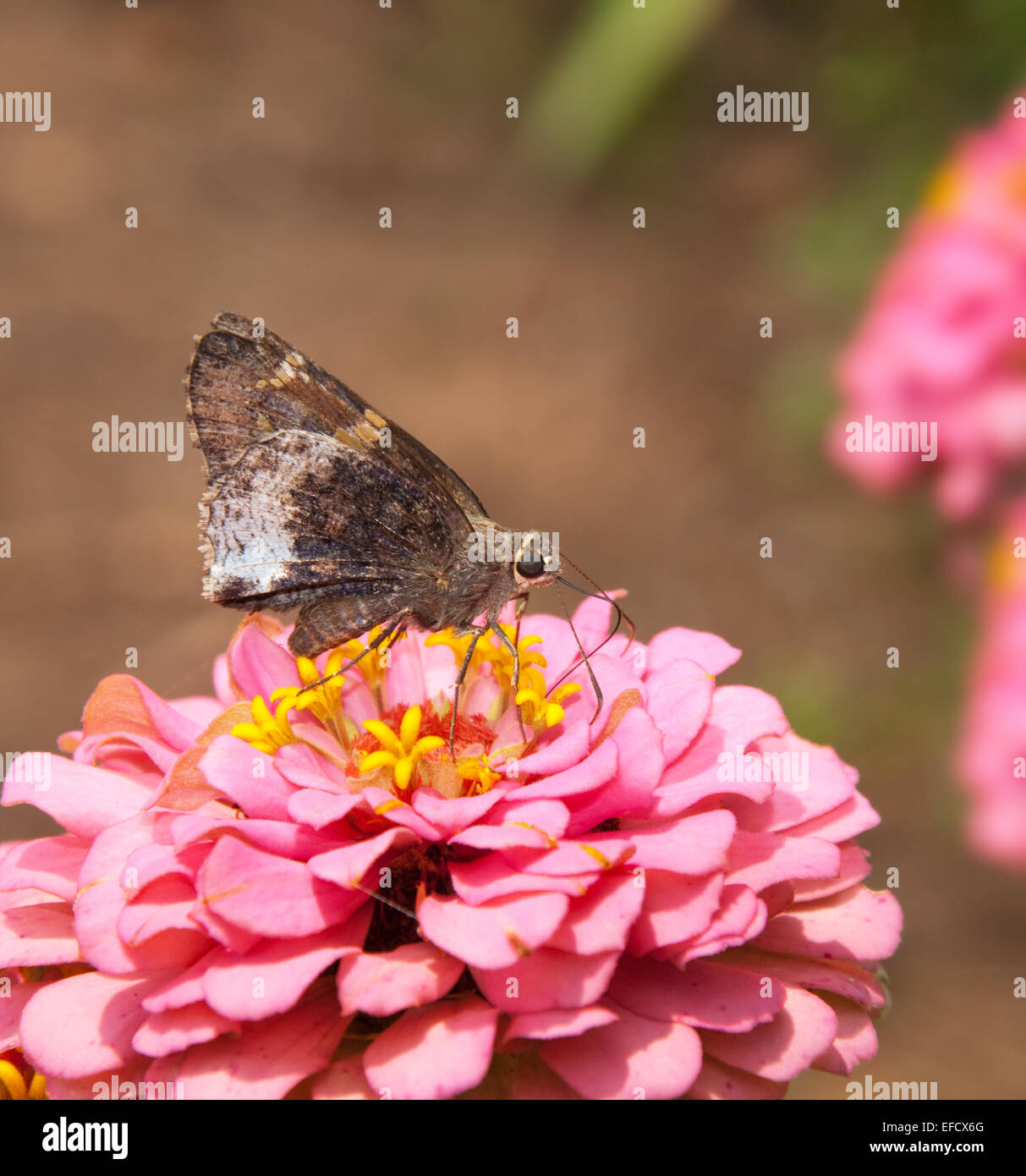 Hoary edge butterfly on double pink Zinnia Stock Photo