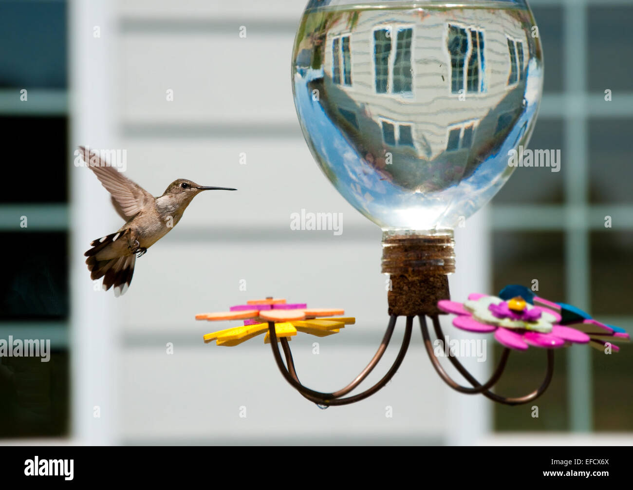 Hummingbird at the feeder in the garden of a house Stock Photo