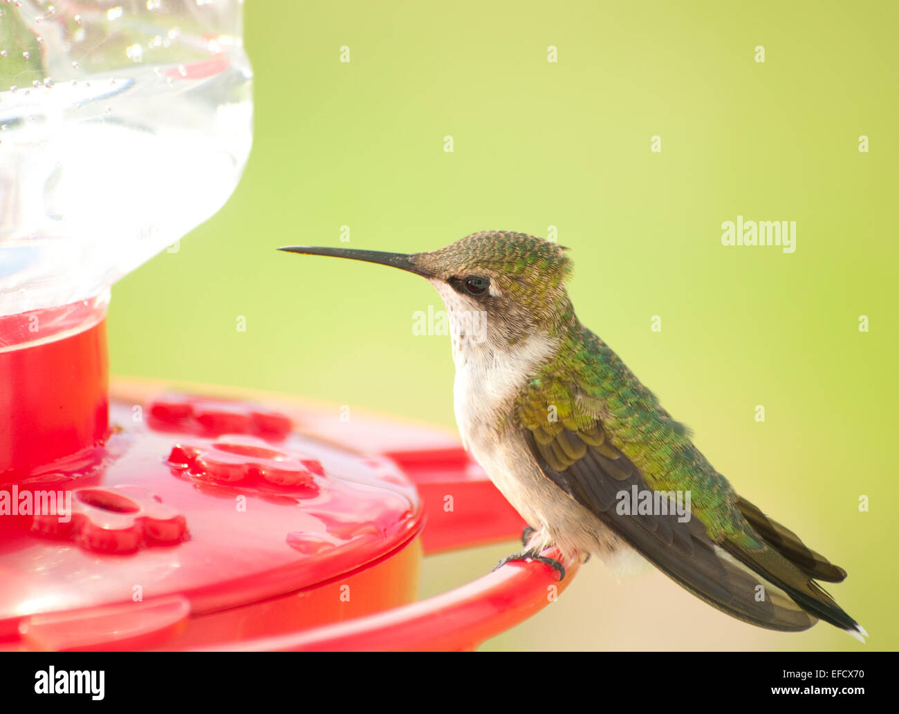 Beautiful juvenile male Hummingbird sitting on a feeder Stock Photo - Alamy