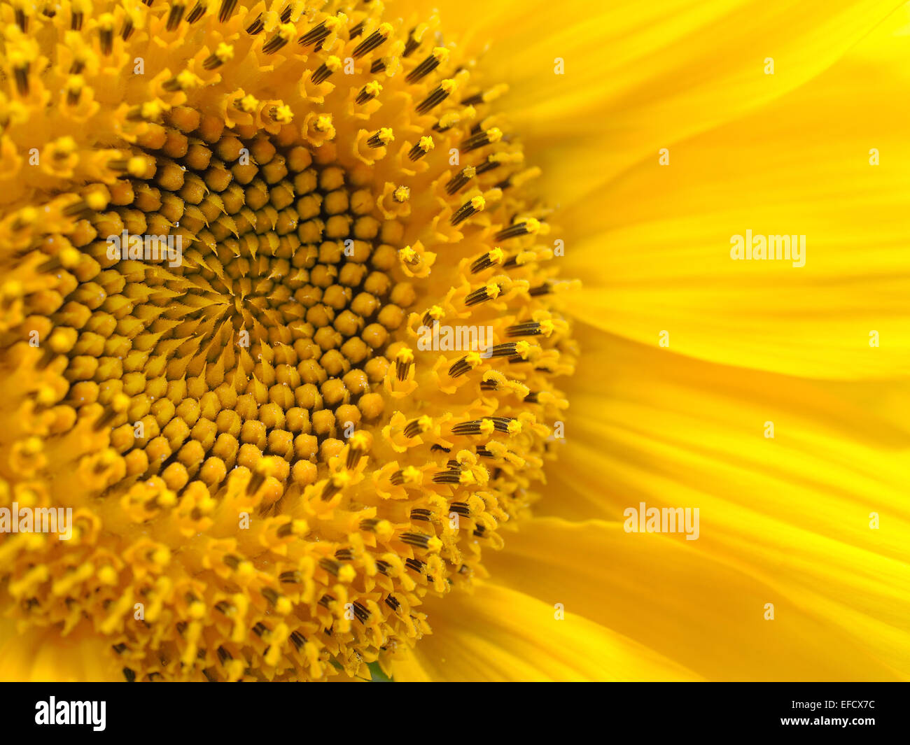 Sunflower close up hi-res stock photography and images - Alamy