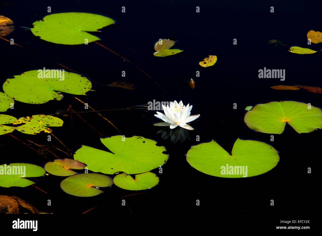 Water lilies on Upper Bolton Lake, Middle Bolton Lake State Boat Launch, Connecticut Stock Photo