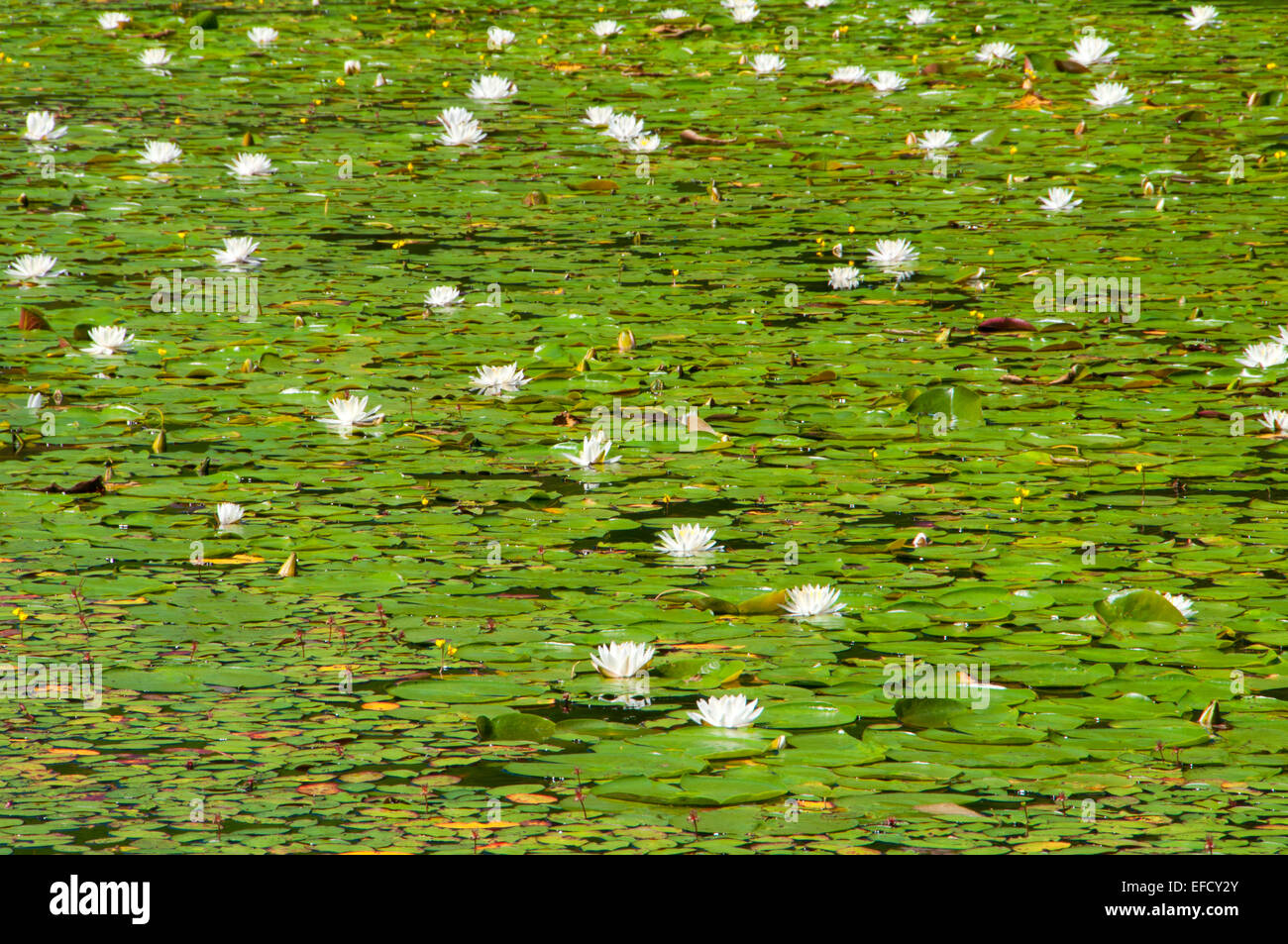 Water lilies on Bolton Notch Pond, Bolton Notch State Park, Connecticut Stock Photo
