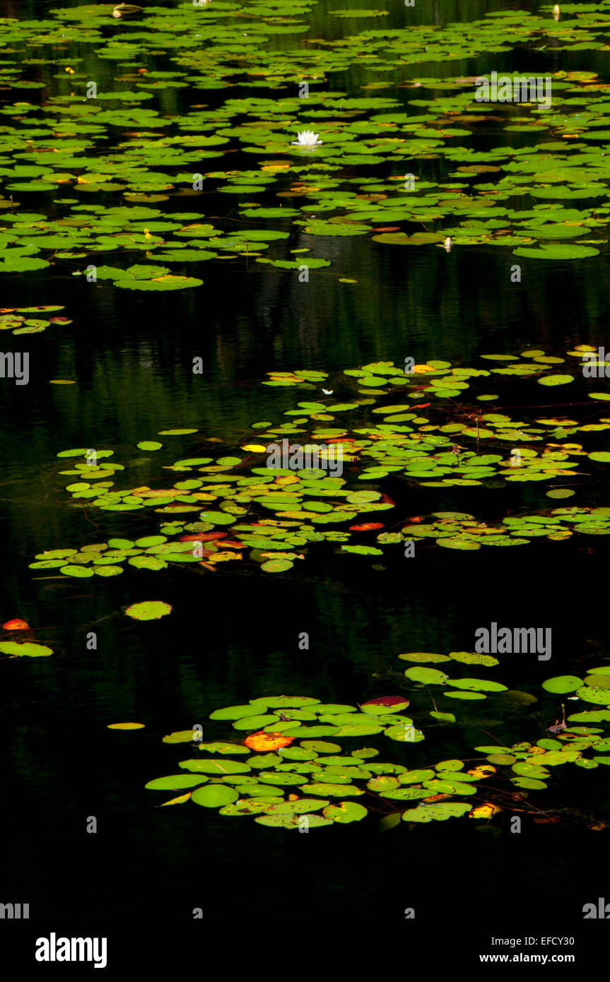 Water lilies on Bolton Notch Pond, Bolton Notch State Park, Connecticut Stock Photo
