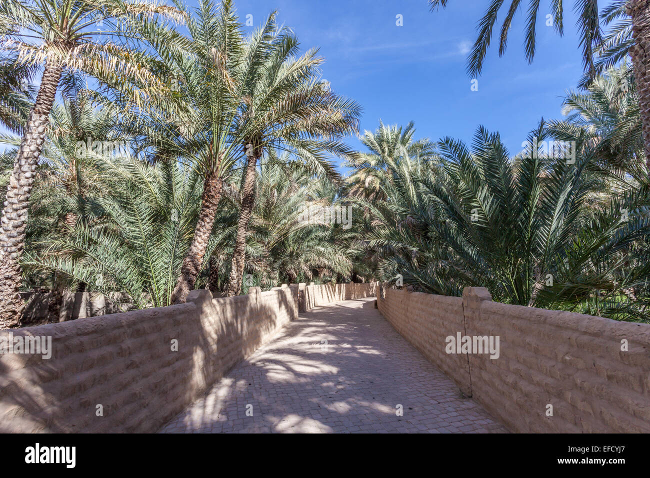 Palm Trees in the Al Ain Oasis, Emirate of Abu Dhabi, UAE Stock Photo