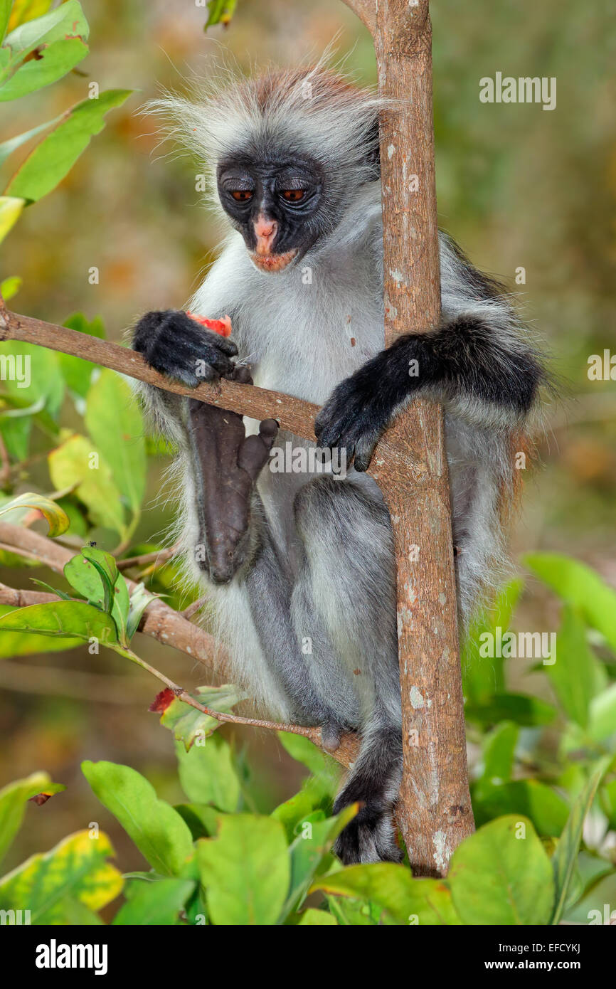 Endangered Zanzibar red colobus monkey (Procolobus kirkii), Jozani forest, Zanzibar Stock Photo