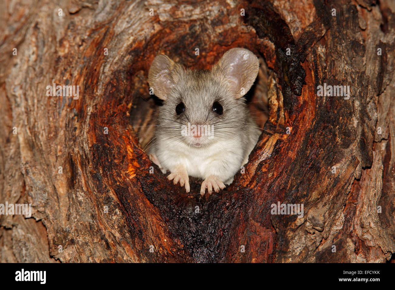 An Acacia tree rat (Thallomys paedulcus) sitting in a hole in a tree, South Africa Stock Photo