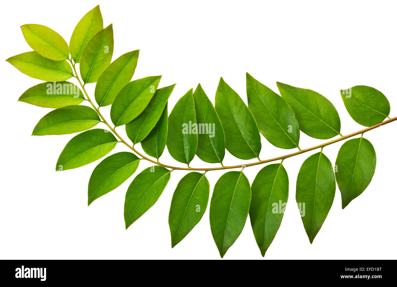 Gooseberry Leaves Stock Photos Gooseberry Leaves Stock Images