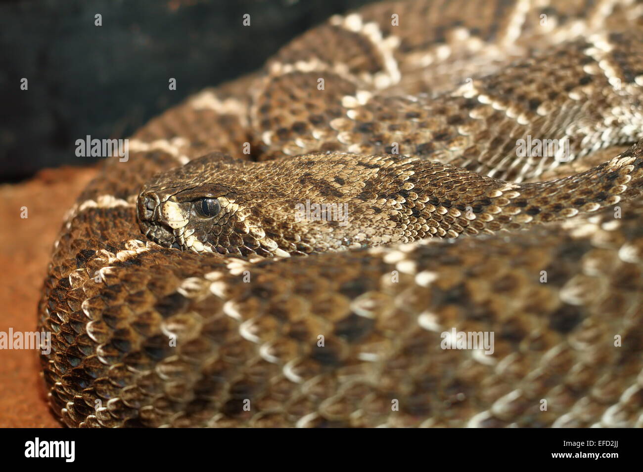 western diamondback rattlesnake shoving its camouflage pattern on skin in a terrarium Stock Photo