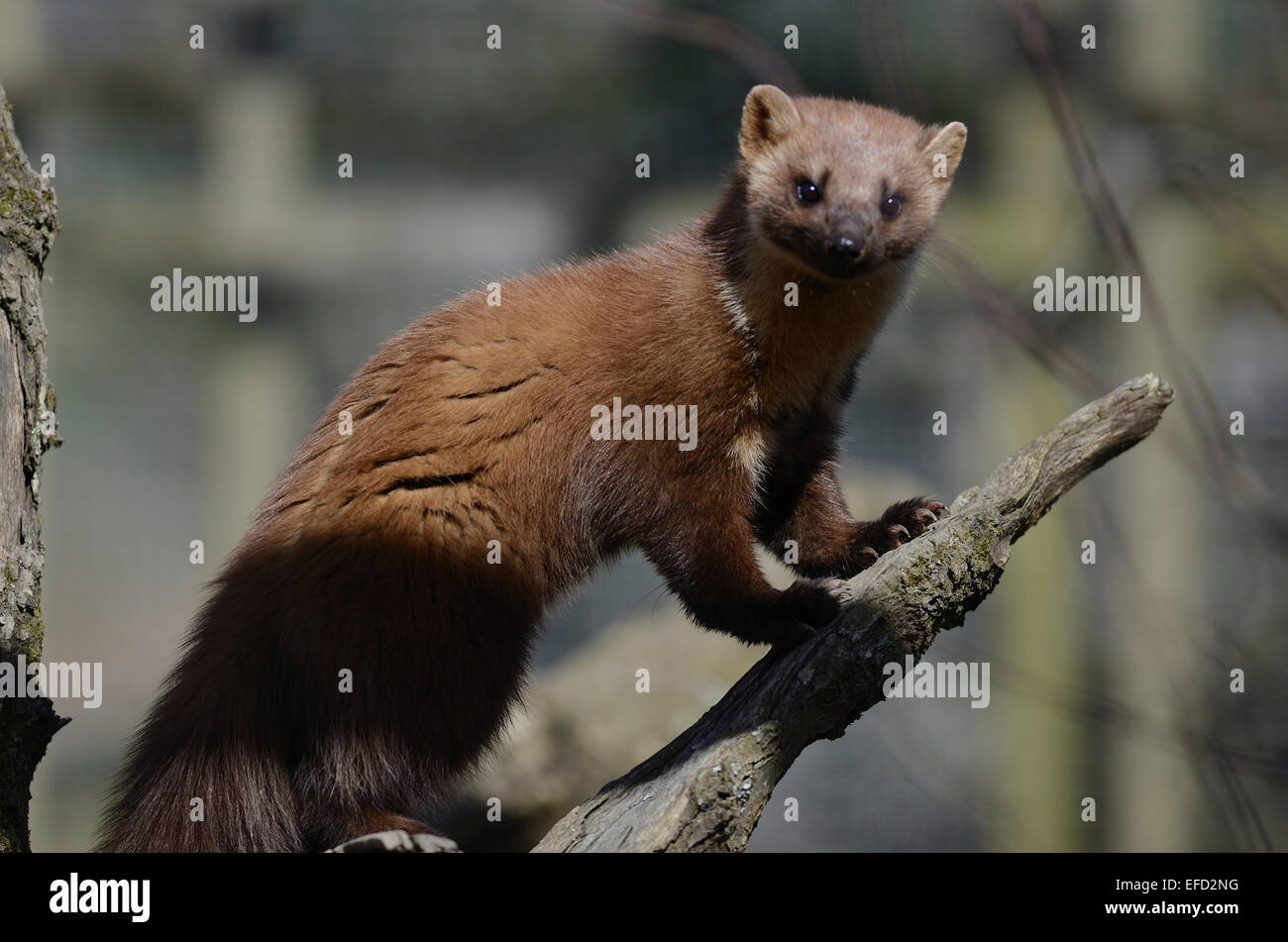 pine marten martes martes Stock Photo