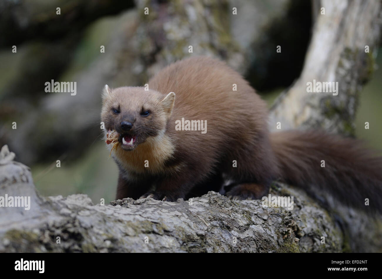 pine marten martes martes Stock Photo