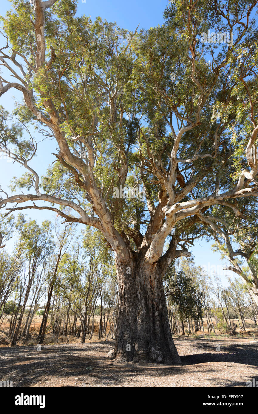 500 year old Orroroo Giant Gum Tree (Eucalyptus camaldulensis), Orruro