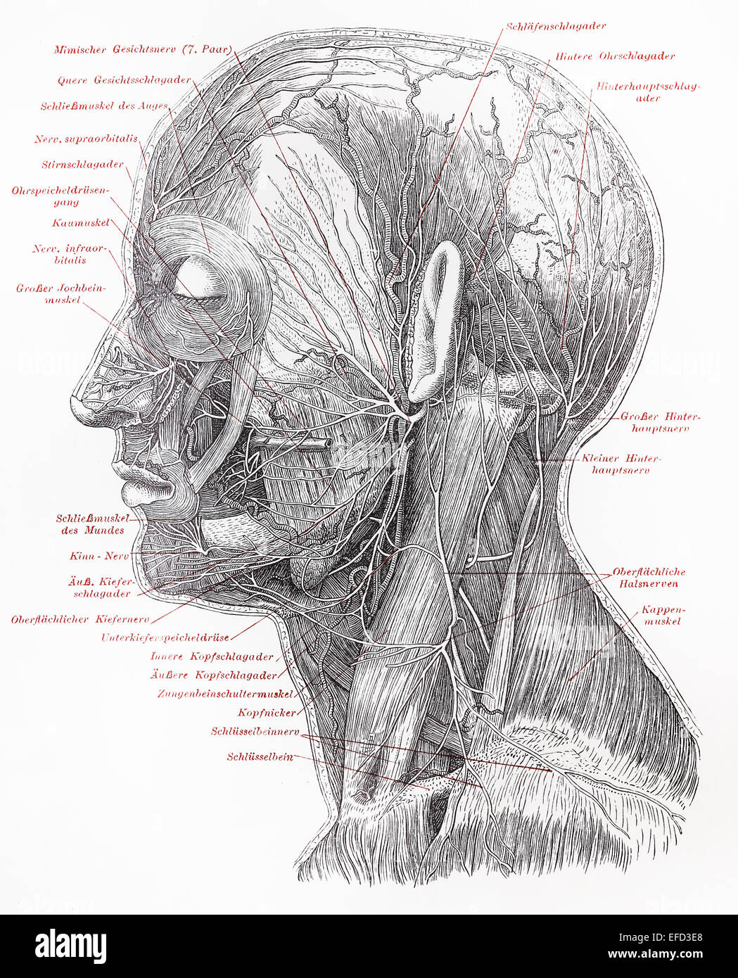 Vintage 19th century drawing of human superficial nerves of head neck Stock Photo