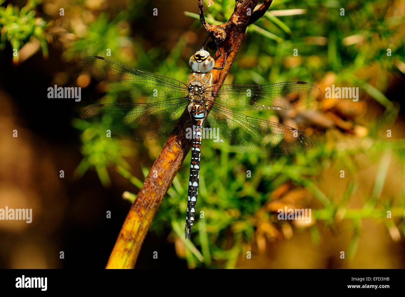 migrant hawker dragonfly Stock Photo
