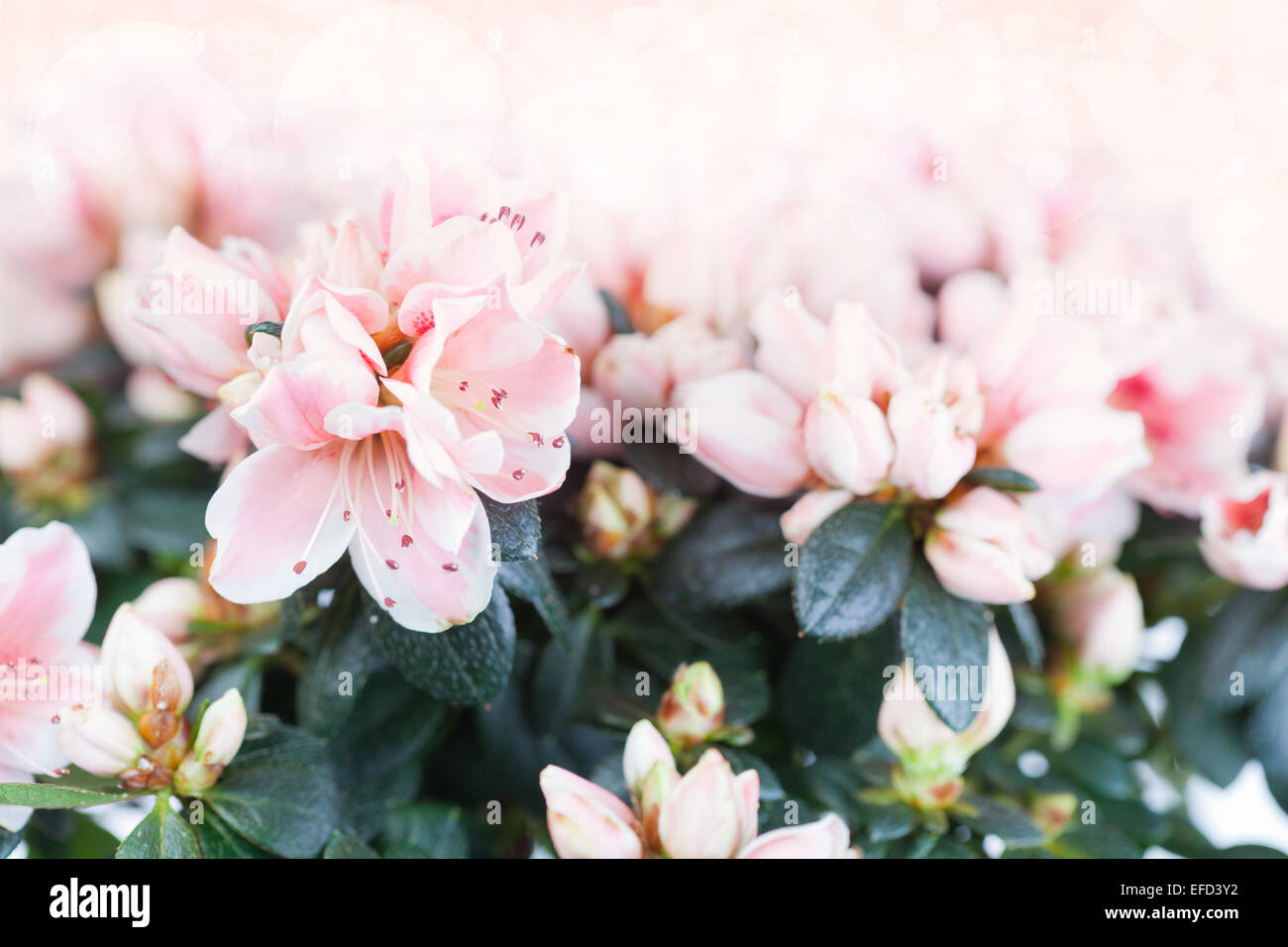 Blossoming cream-white azalea close up Stock Photo
