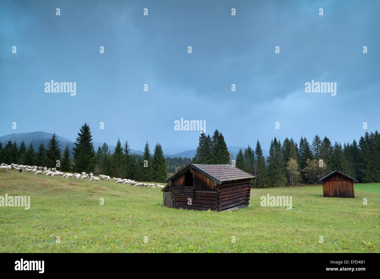 sheep on alpine meadow, Bavaria, Germany Stock Photo