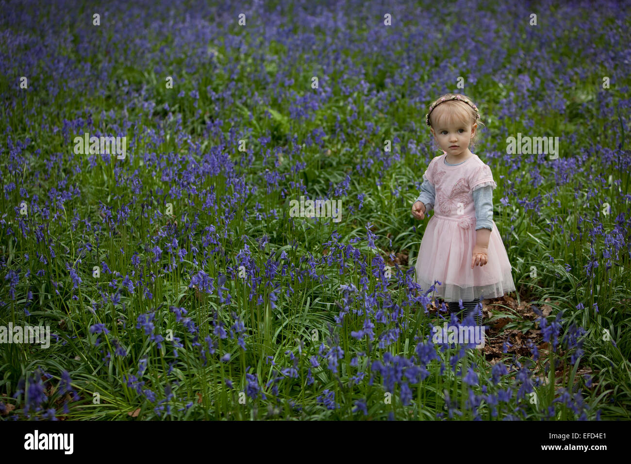 Young child standing in a meadow of spring bluebells in England. Stock Photo