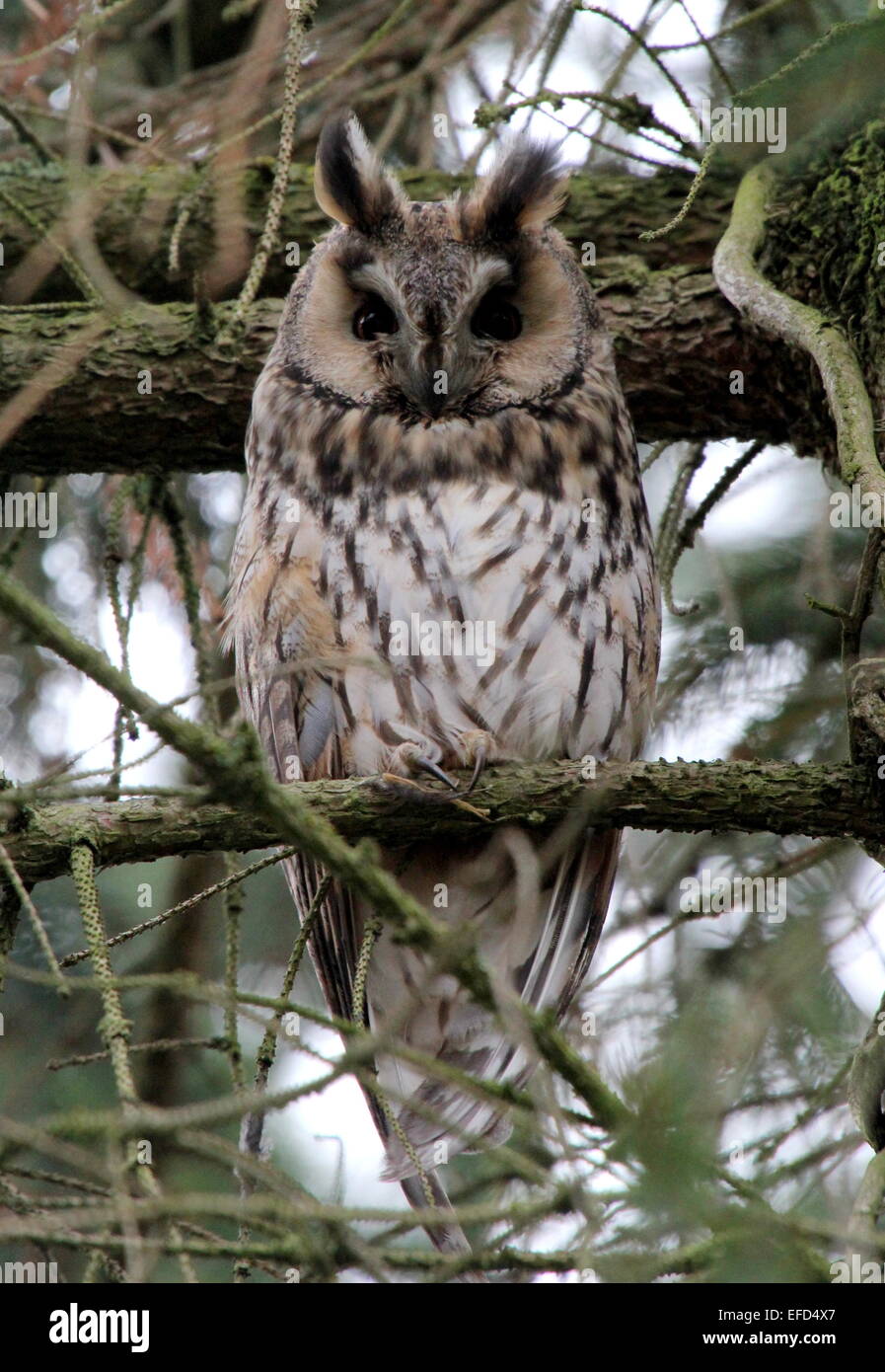 Long-eared Owl (Asio otus) in a pine tree during daytime, facing camera Stock Photo