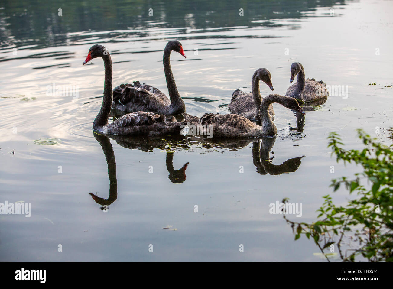 Nature reserve at 'Baldeneysee' lake, a refuge and breeding ground for many species of birds, mourning swans, Cygnus atratus, Stock Photo