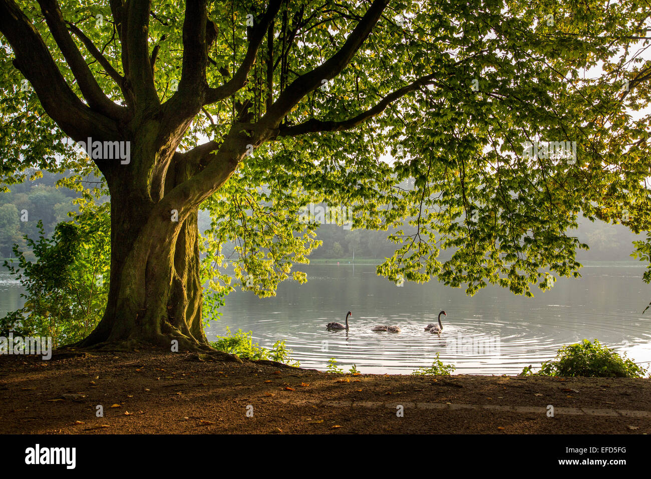 Nature reserve at 'Baldeneysee' lake, a refuge and breeding ground for many species of birds, mourning swans, Cygnus atratus, Stock Photo