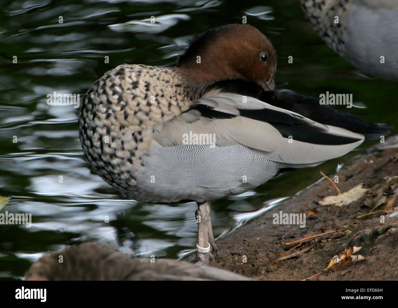 Male Australian wood duck a.k.a maned goose (Chenonetta jubata) in close-up, preening his feathers Stock Photo