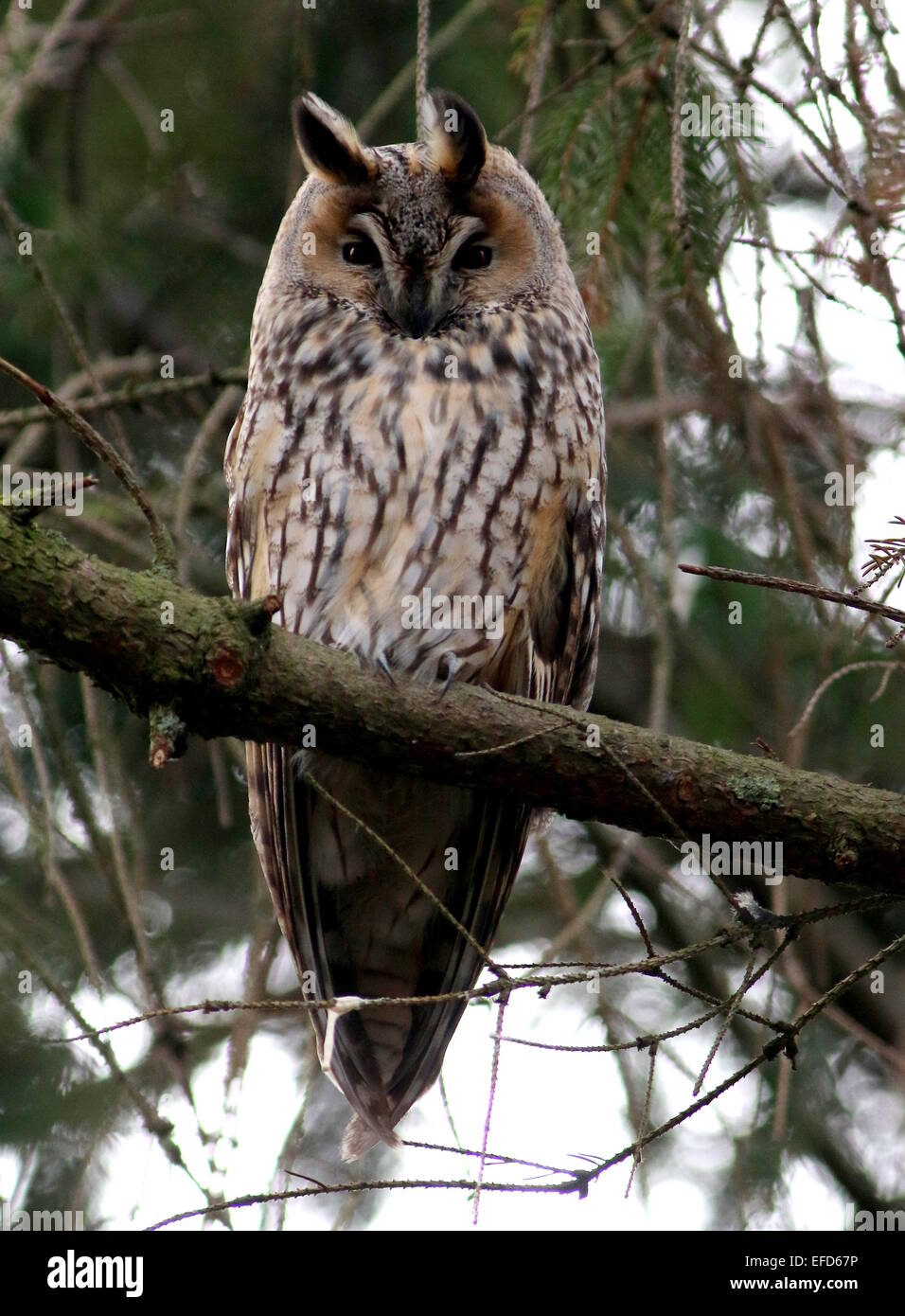 Long-eared Owl (Asio otus) in a pine tree during daytime, facing camera Stock Photo