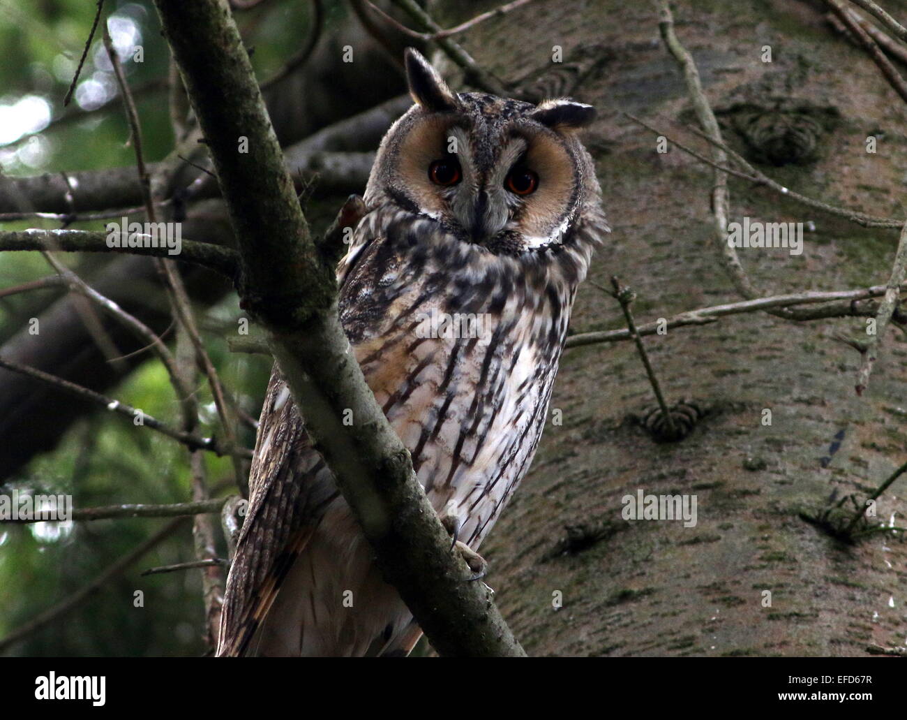Very alert and awake Long-eared Owl (Asio otus) in a pine tree during daytime, facing camera Stock Photo