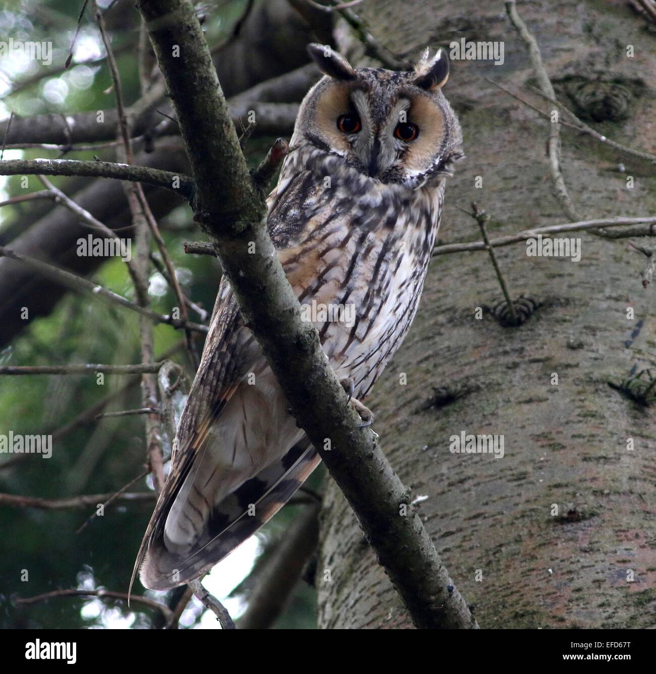 Very alert and awake Long-eared Owl (Asio otus) in a pine tree during daytime, facing camera Stock Photo