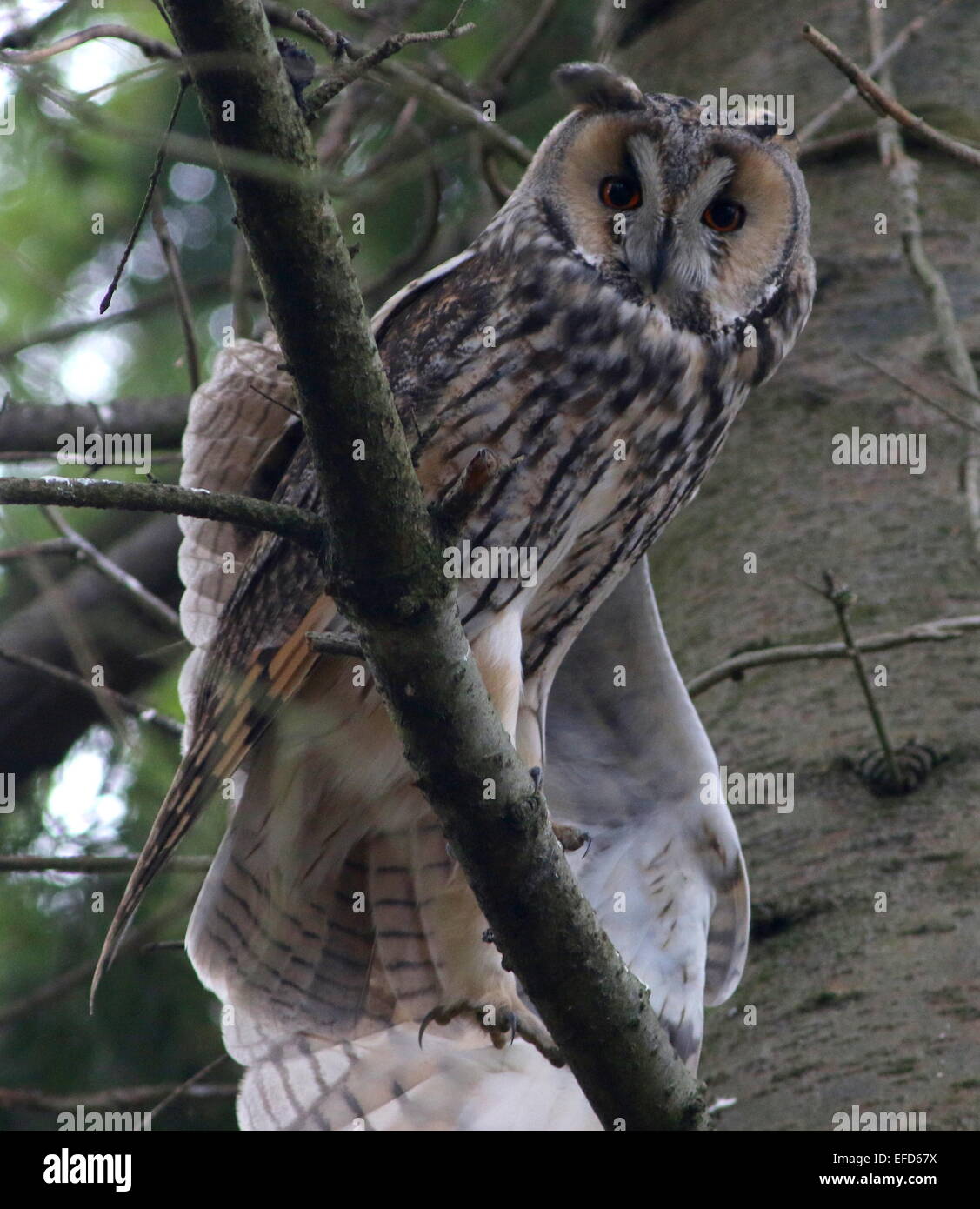 Long-eared Owl (Asio otus) in a pine tree during stretching and flexing his wings Stock Photo