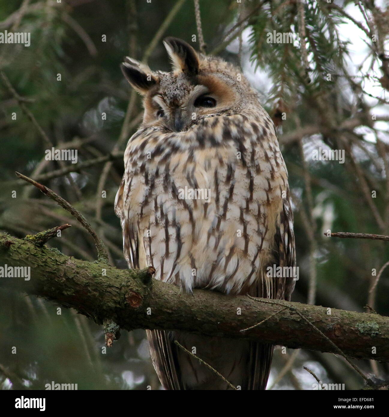Long-eared Owl (Asio otus) in a pine tree Stock Photo