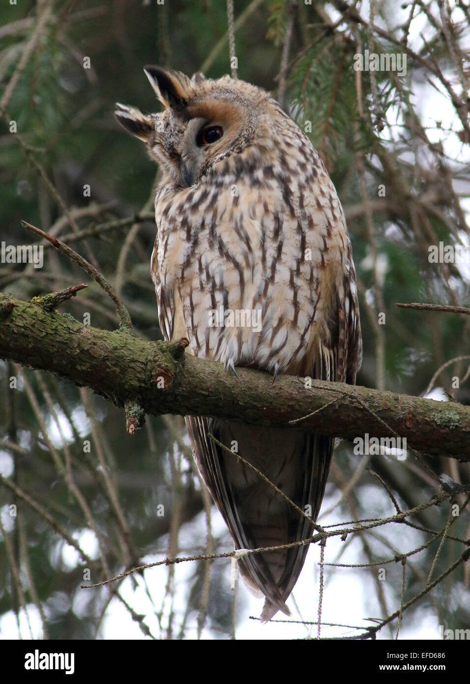 Long-eared Owl (Asio otus) in a pine tree during daytime, alert and awake Stock Photo