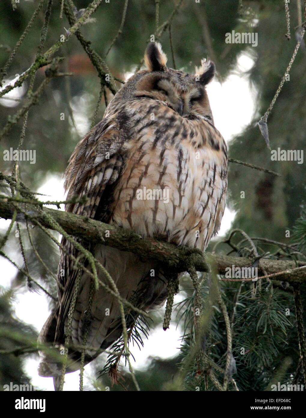 Long-eared Owl (Asio otus) in a pine tree during daytime, dozing and resting. Stock Photo