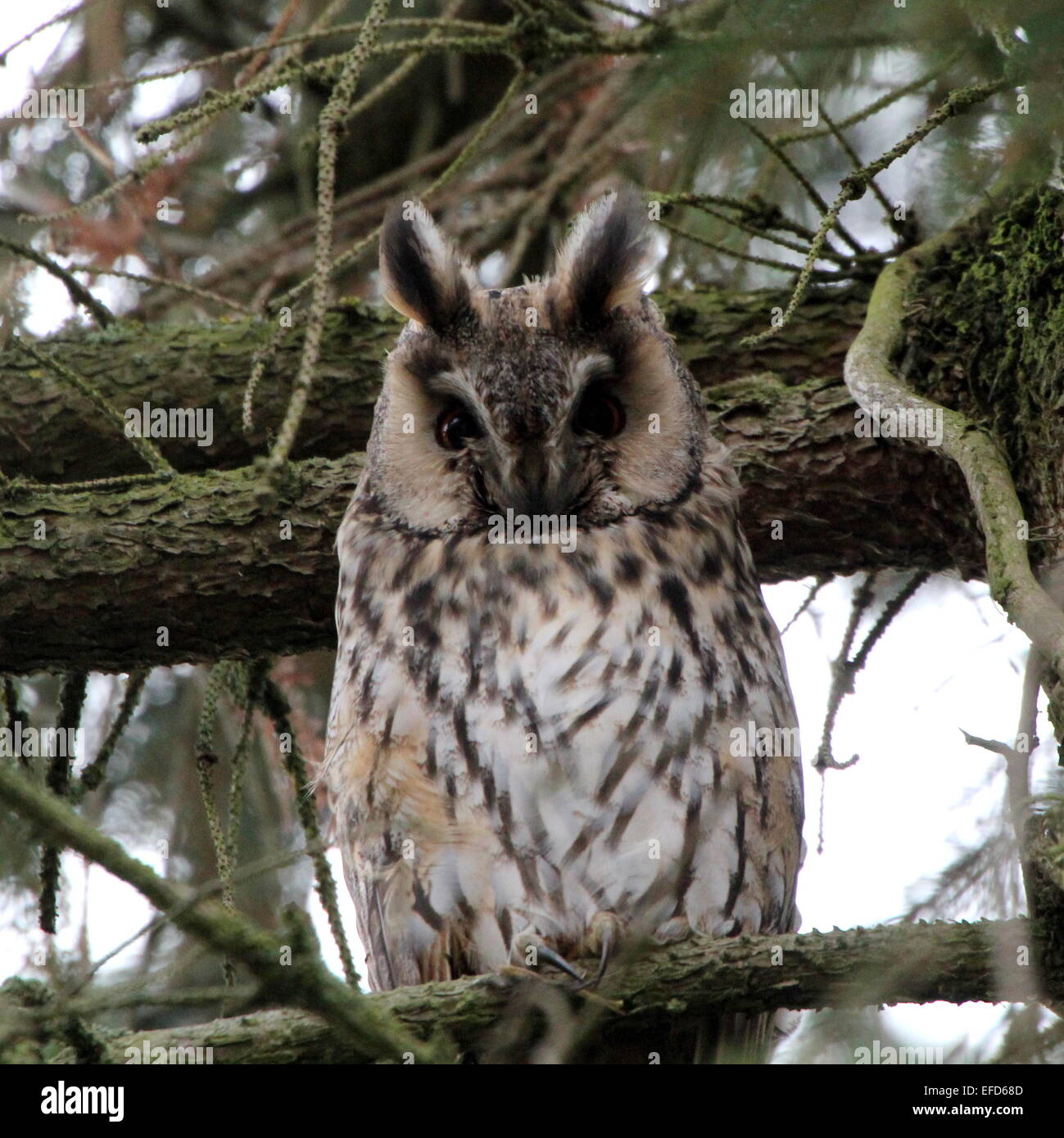 Long-eared Owl (Asio otus) in a pine tree during daytime Stock Photo