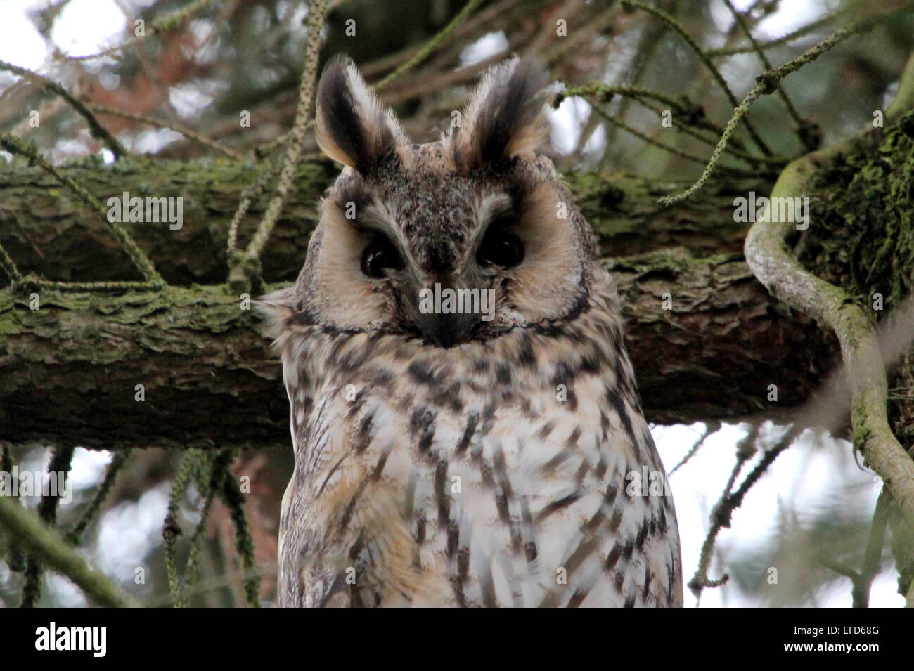 Close-up of an alert Long-eared Owl (Asio otus) in a pine tree during daytime Stock Photo