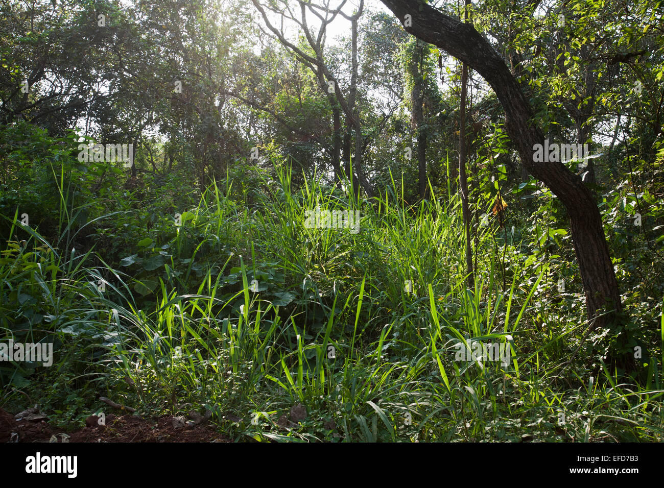 Semi-deciduous tropical rain forest, Murchison Falls National Park, Uganda  January 2011 Stock Photo