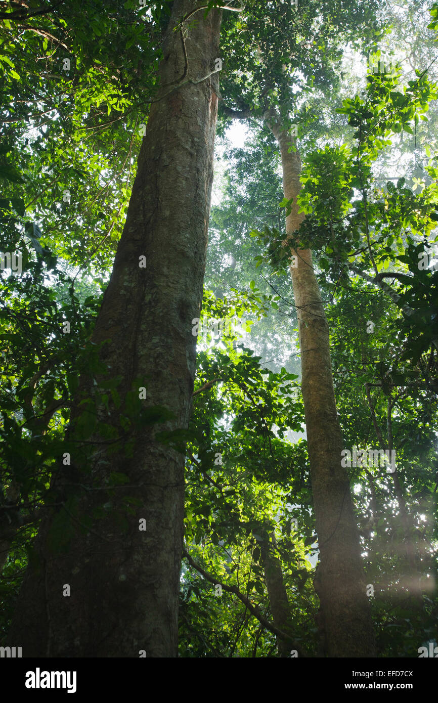 Ironwood or Uganda Ironwood (Cynometra alexandrii). Very dense hard wood.  Budongo Forest Reserve, Uganda  (Common names:Angu, B Stock Photo
