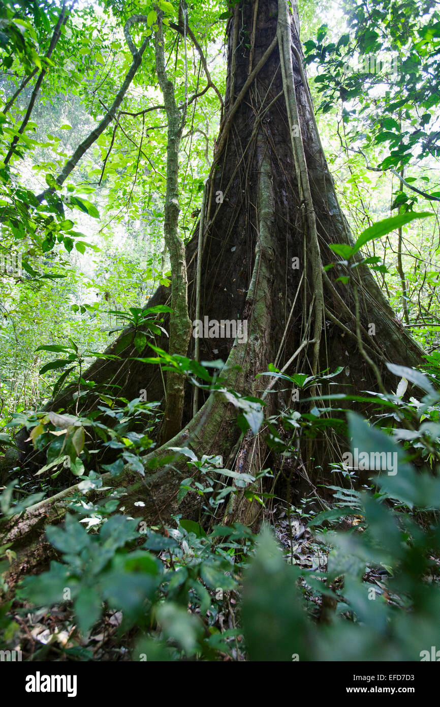 Ironwood or Uganda Ironwood (Cynometra alexandrii). Very dense hard wood.  Budongo Forest Reserve, Uganda  (Common names:Angu, B Stock Photo