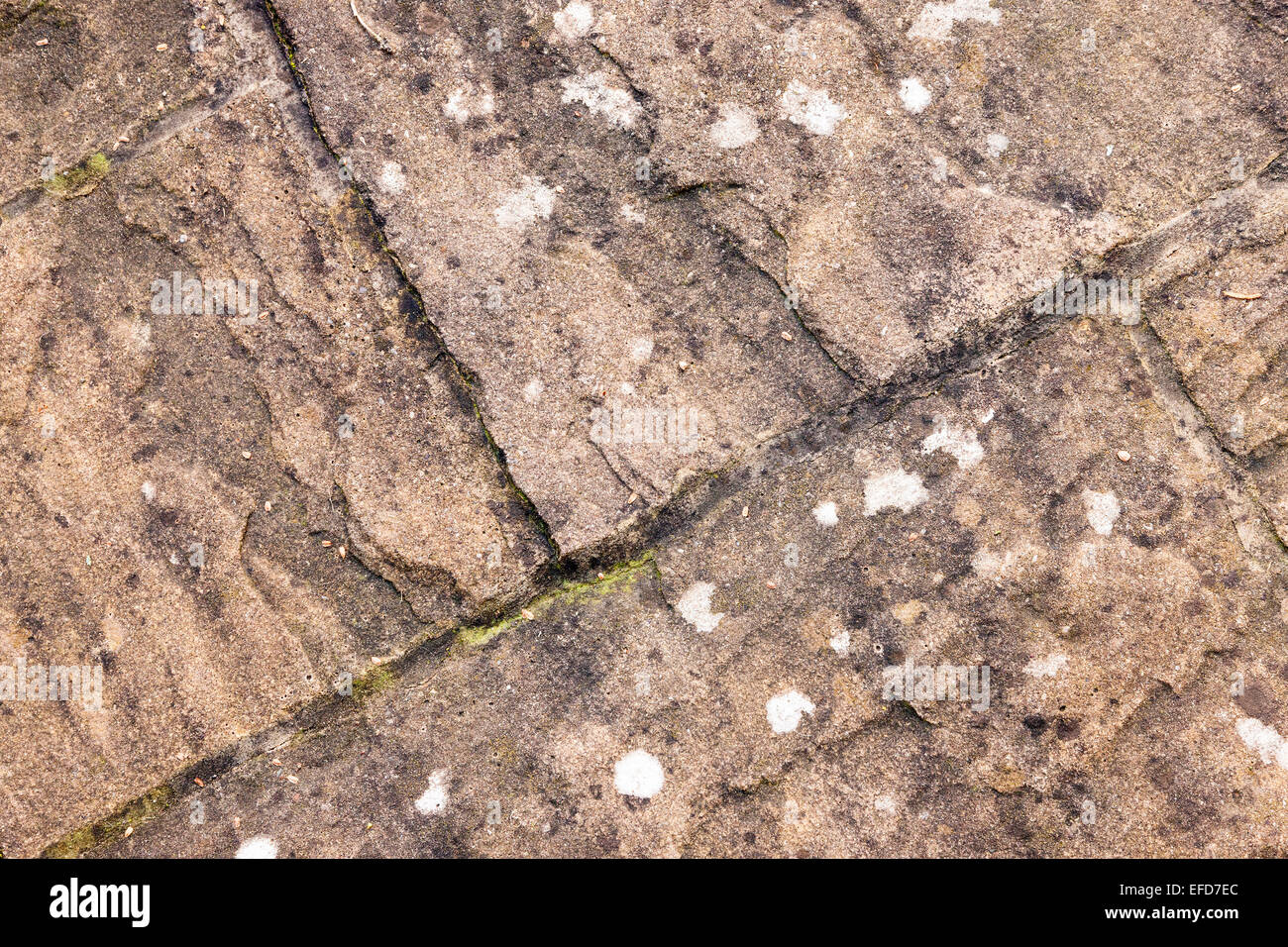 Textures Brain Lichen. Dipoicia canescens (Physciaceae) on paving slaps. Stock Photo