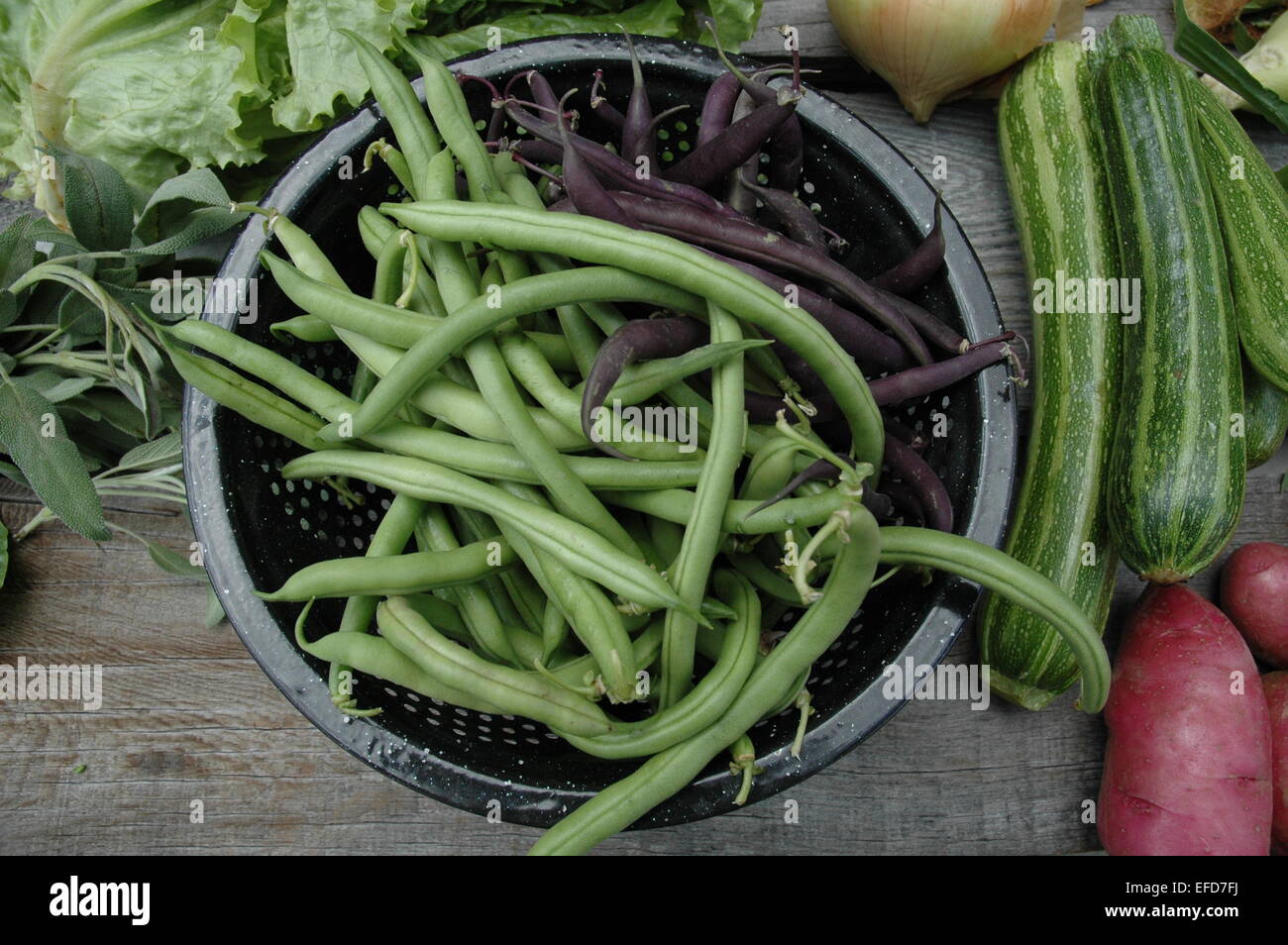 Green bean harvest Stock Photo Alamy