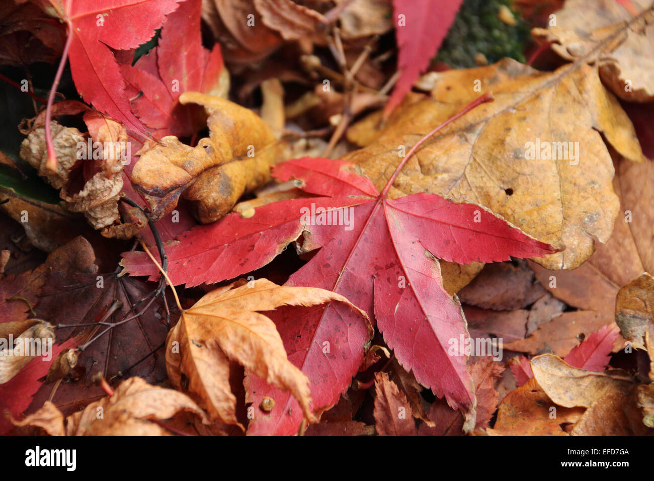 Decaying Autumn Maple leaf and other leaves on ground Stock Photo