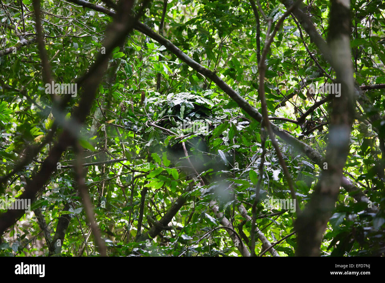 Eastern Common Chimpanzee nest in tree (Pan troglodytes schweinfurthii) Budongo Forest Reserve, Uganda  January 2011 Stock Photo