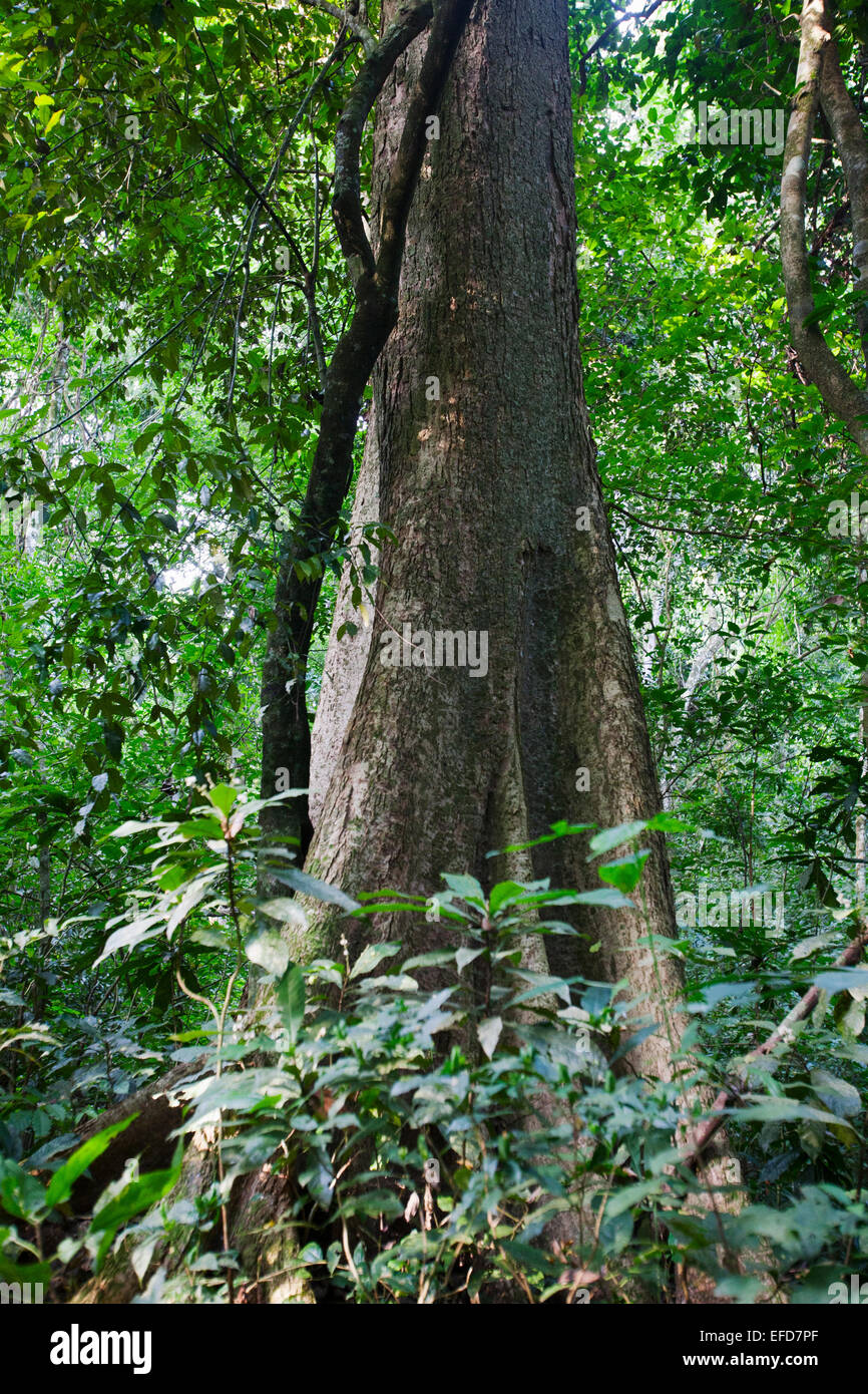 Orange-barked terminalia tree Holoptelea grandis  Budongo Forest Reserve, Uganda Stock Photo