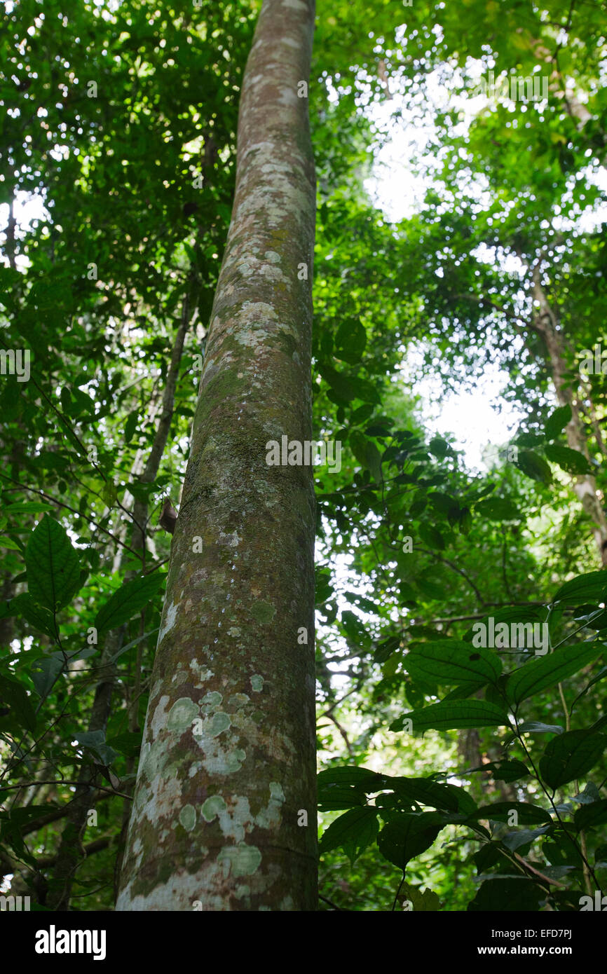 Silkrubber or African rubber tree (Funtumia elastica) Budongo Forest Reserve, Uganda  Bark medicinal. Antioxidant, antifungal, a Stock Photo