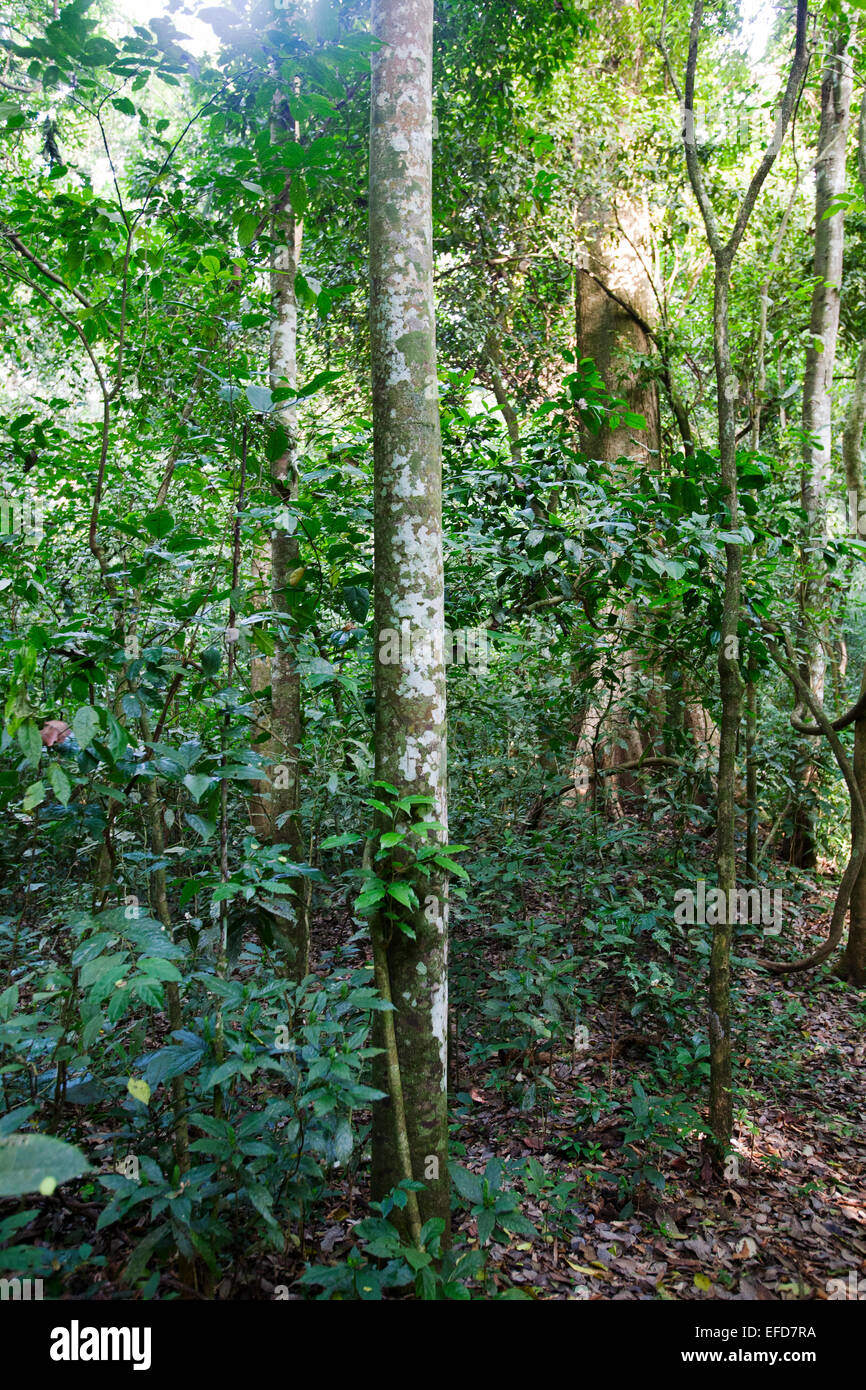 Silkrubber or African rubber tree (Funtumia elastica) Budongo Forest Reserve, Uganda Stock Photo