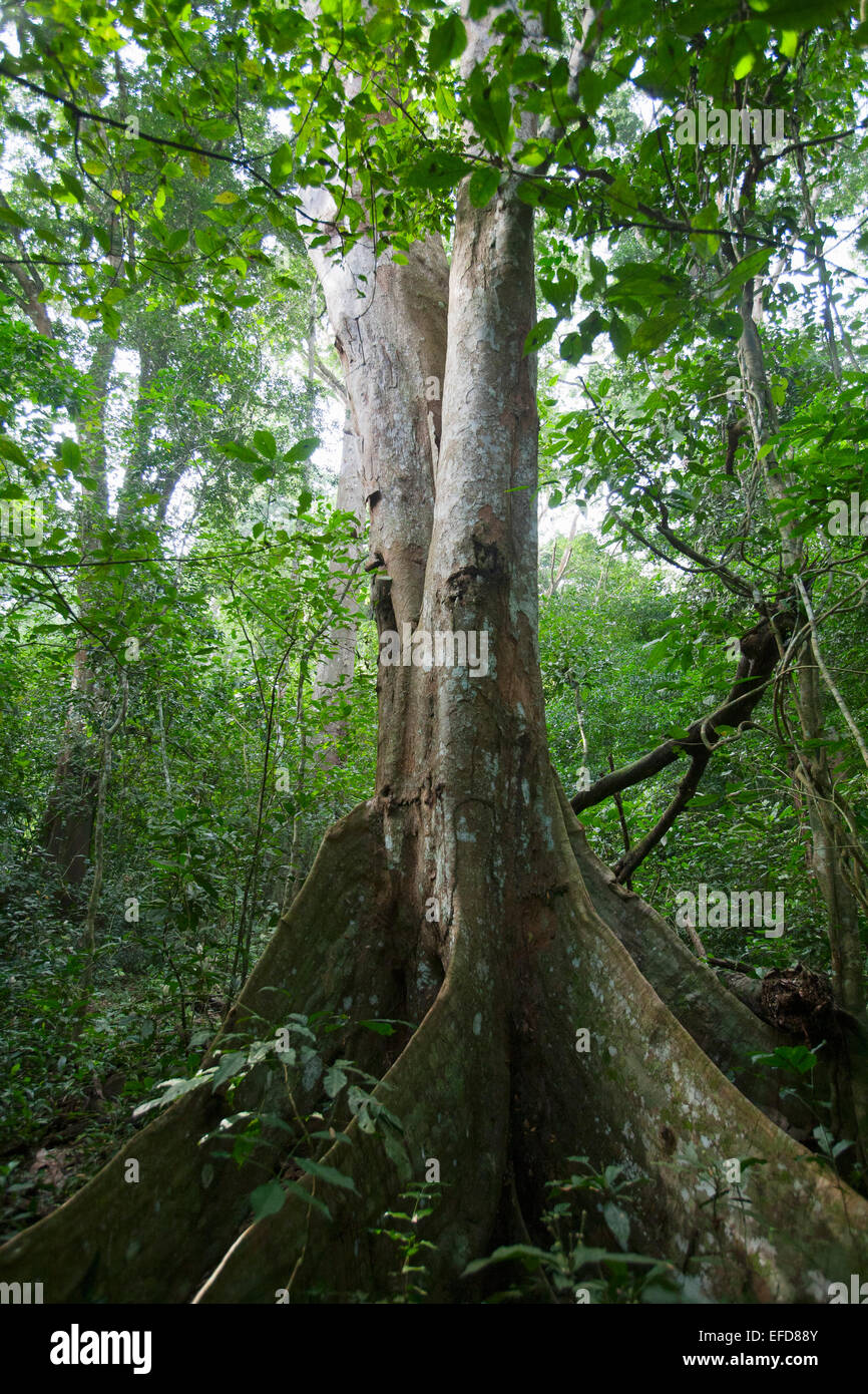 Uganda Ironwood or Muhimbi with split trunk (Cynometra alexandrii).  Budongo Forest Reserve, Uganda  Very dense hard wood. Seed Stock Photo